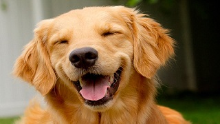 Happy dog smiling